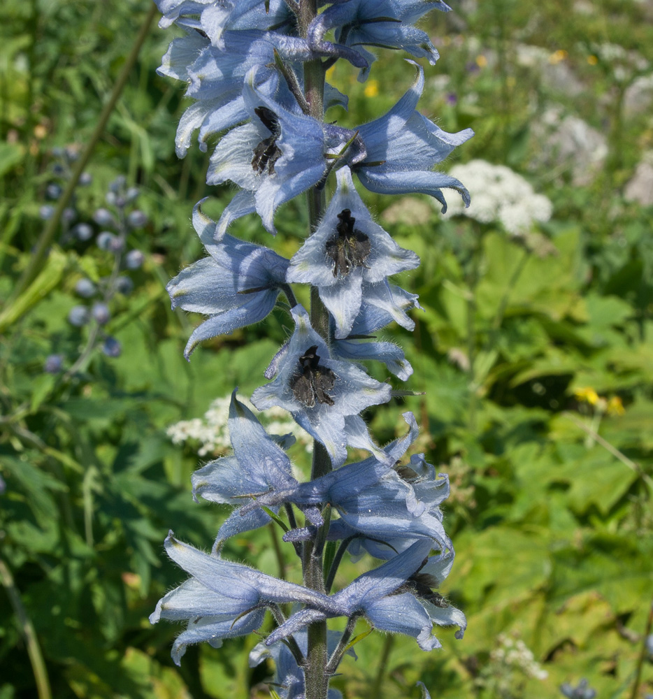 Изображение особи Delphinium speciosum.