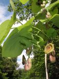 Aristolochia macrophylla