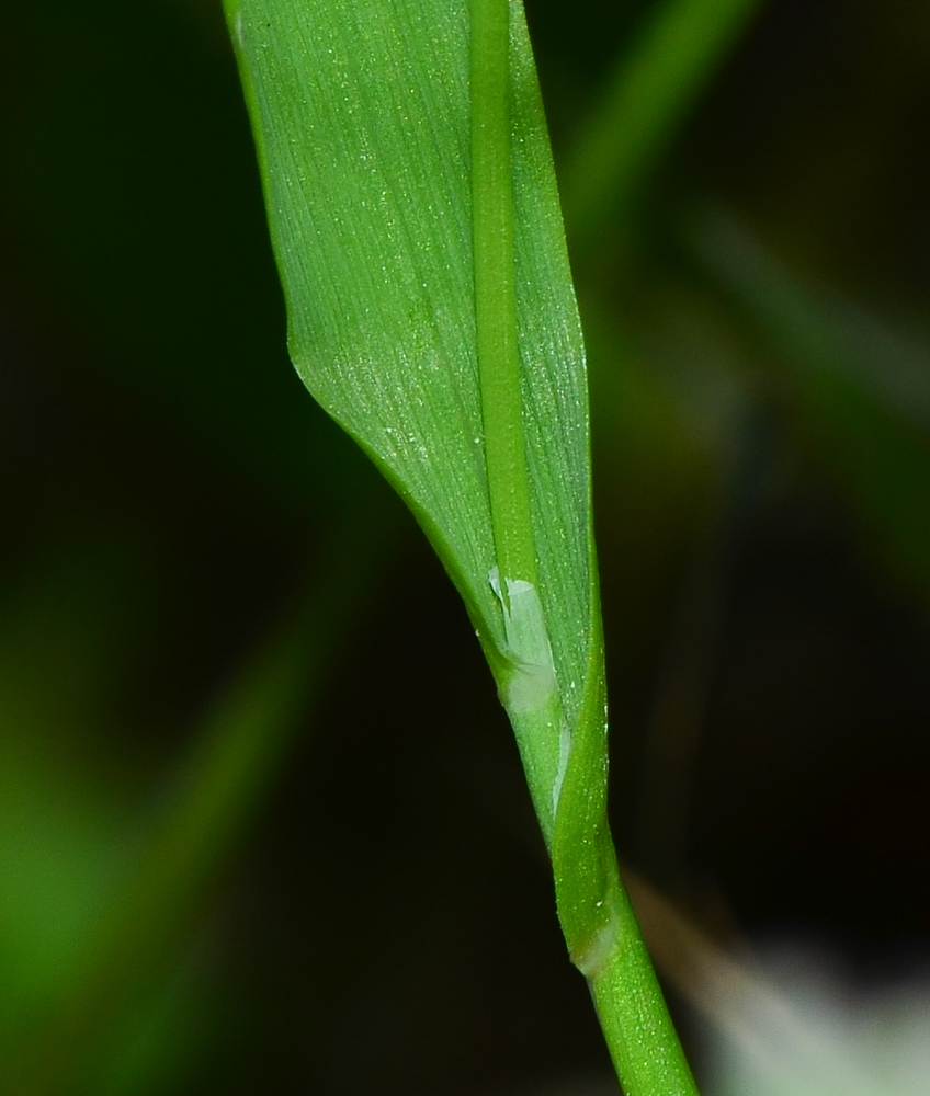 Image of Briza maxima specimen.