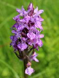 Dactylorhiza baltica