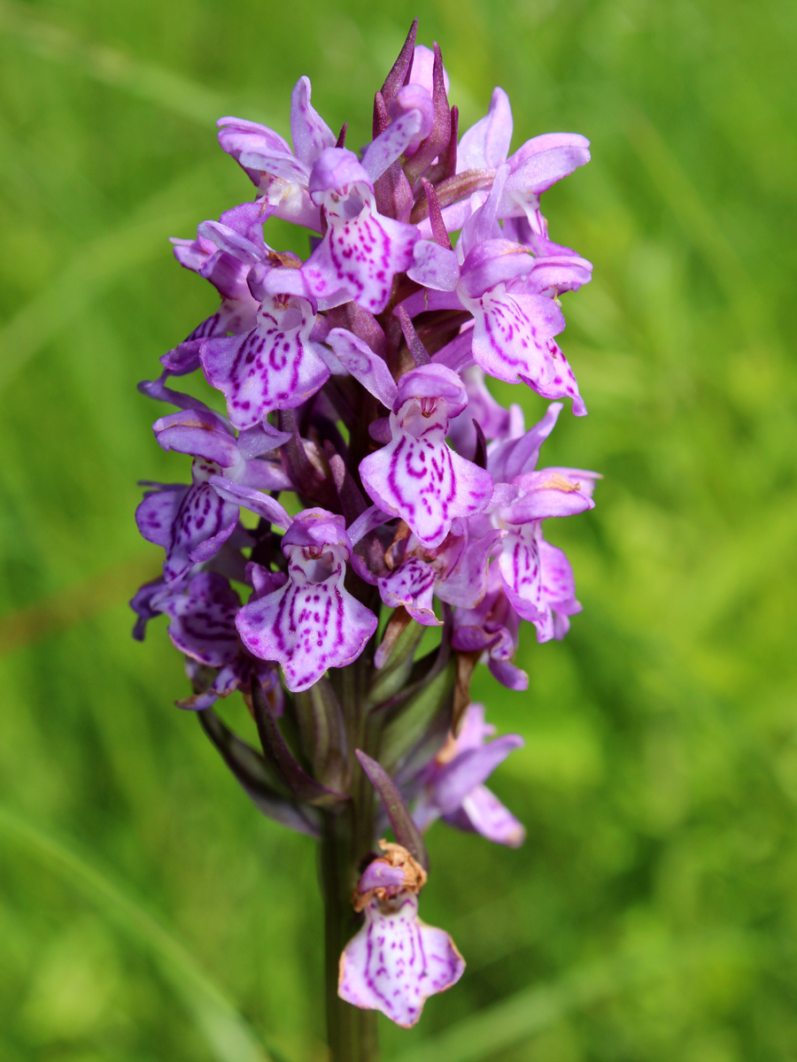 Image of Dactylorhiza baltica specimen.
