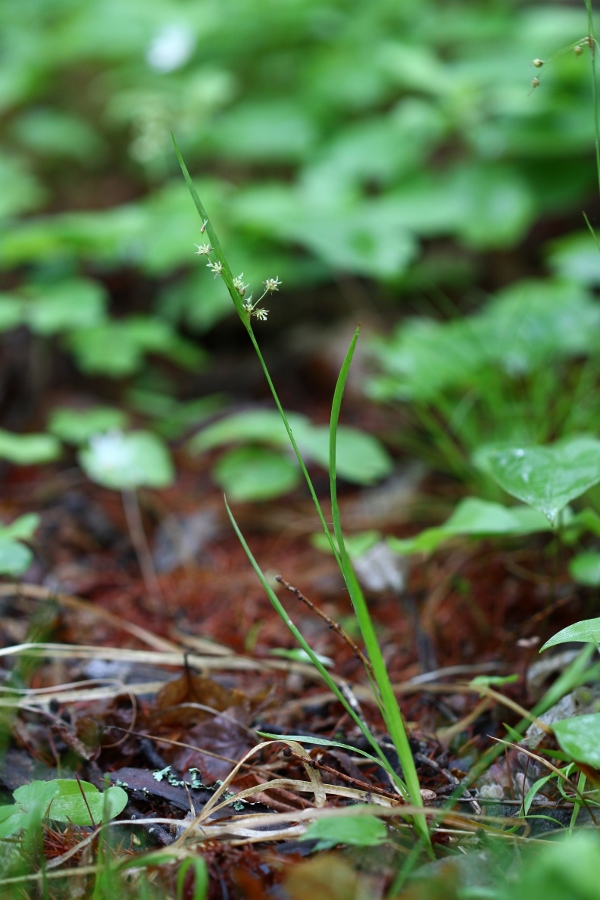 Изображение особи Luzula rufescens.