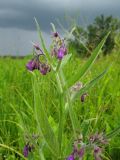 Symphytum officinale. Верхушка цветущего растения. Украина, Черкасская обл., Маньковский р-н, с. Буки, Букский каньон, заливной луг в пойме р. Горный Тикич. 11.06.2016.