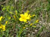 Linum flavum. Верхушка цветущего растения. Ульяновская обл., Инзенский р-н, окр. с. Коржевка, открытый склон с выходами мергелисто-меловых пород. 12 июня 2010 г.