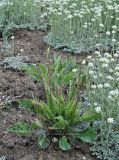 Hieracium maculatum