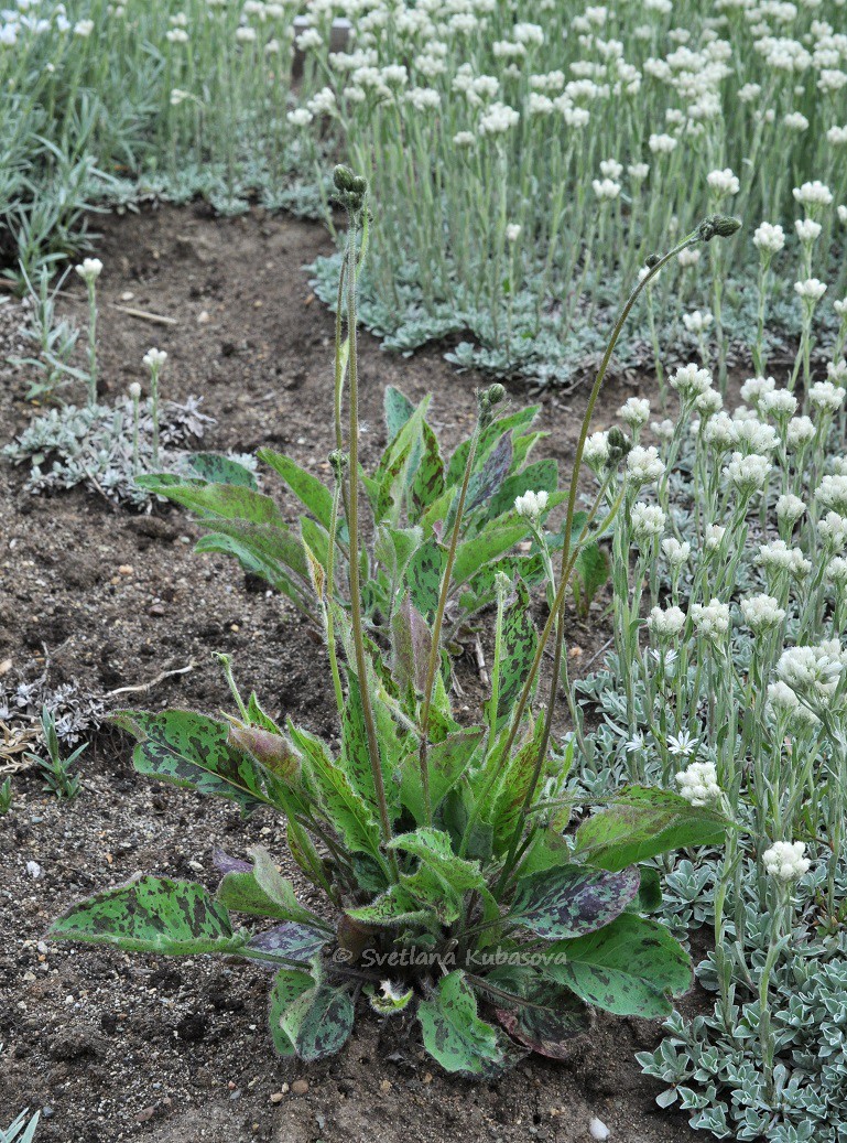 Изображение особи Hieracium maculatum.