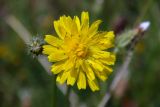 Crepis setosa