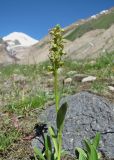 Dactylorhiza viridis. Верхушка цветущего растения. Кабардино-Балкария, Эльбрусский р-н, долина р. Ирик, ок. 2700 м н.у.м. 14.07.2016.