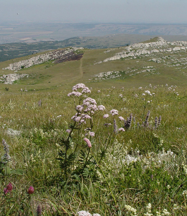 Изображение особи Valeriana grossheimii.