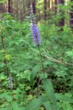 Veronica longifolia