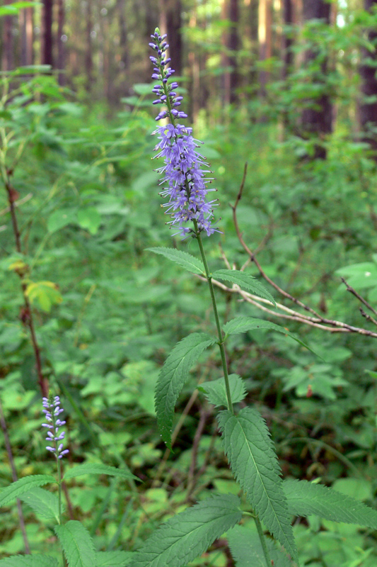 Изображение особи Veronica longifolia.