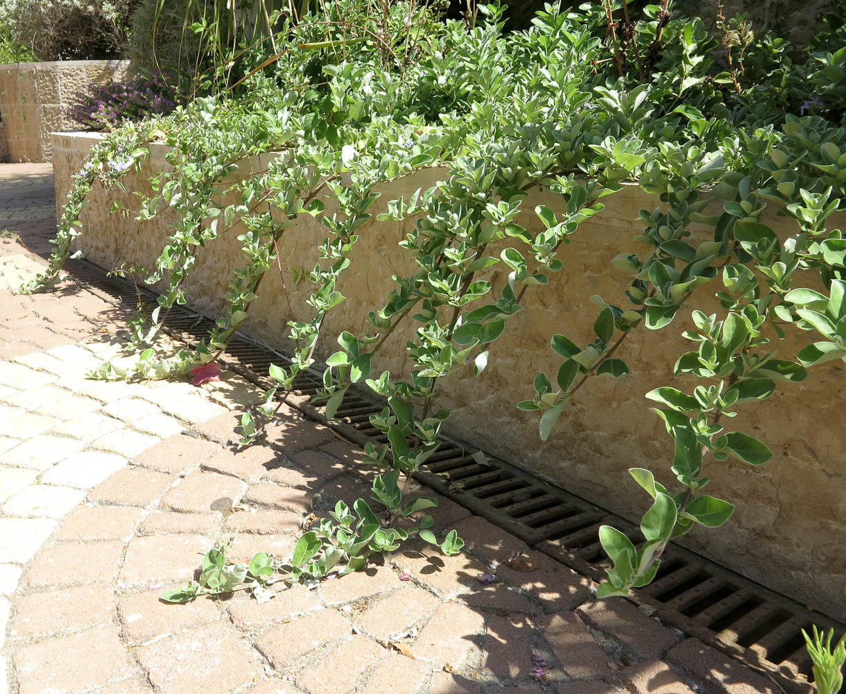 Image of Vitex trifolia ssp. litoralis specimen.