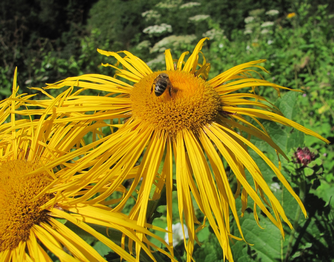 Изображение особи Inula magnifica.