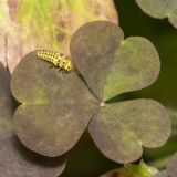 Oxalis stricta. Лист с сидящей личинкой коровки Psyllobora vigintiduopunctata. Саратов, Кумысная поляна, дачный участок. 13.08.2016.