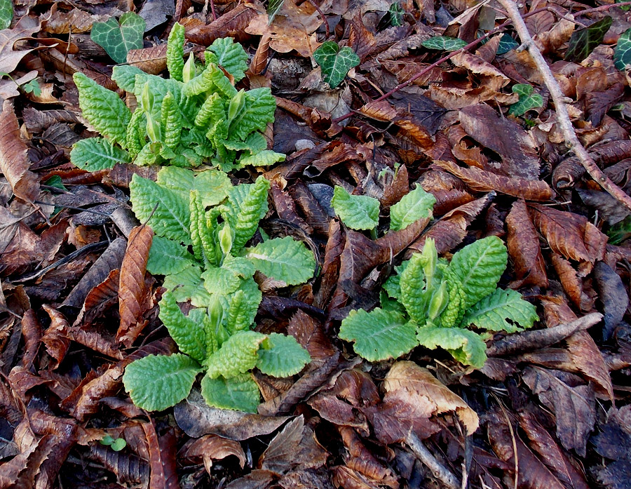 Изображение особи Primula vulgaris.