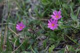 Primula cuneifolia