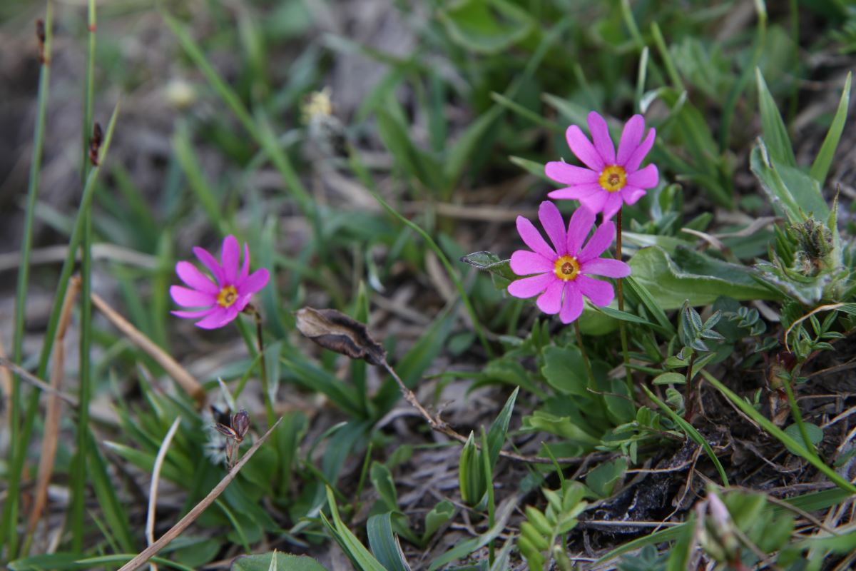 Image of Primula cuneifolia specimen.