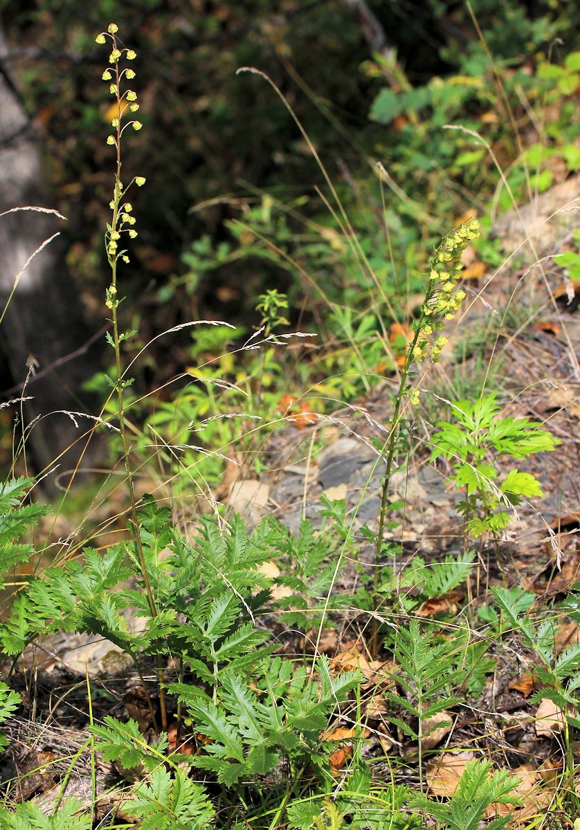Image of Artemisia maximovicziana specimen.