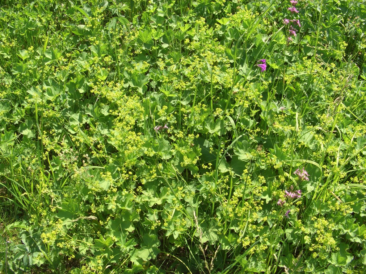 Image of genus Alchemilla specimen.