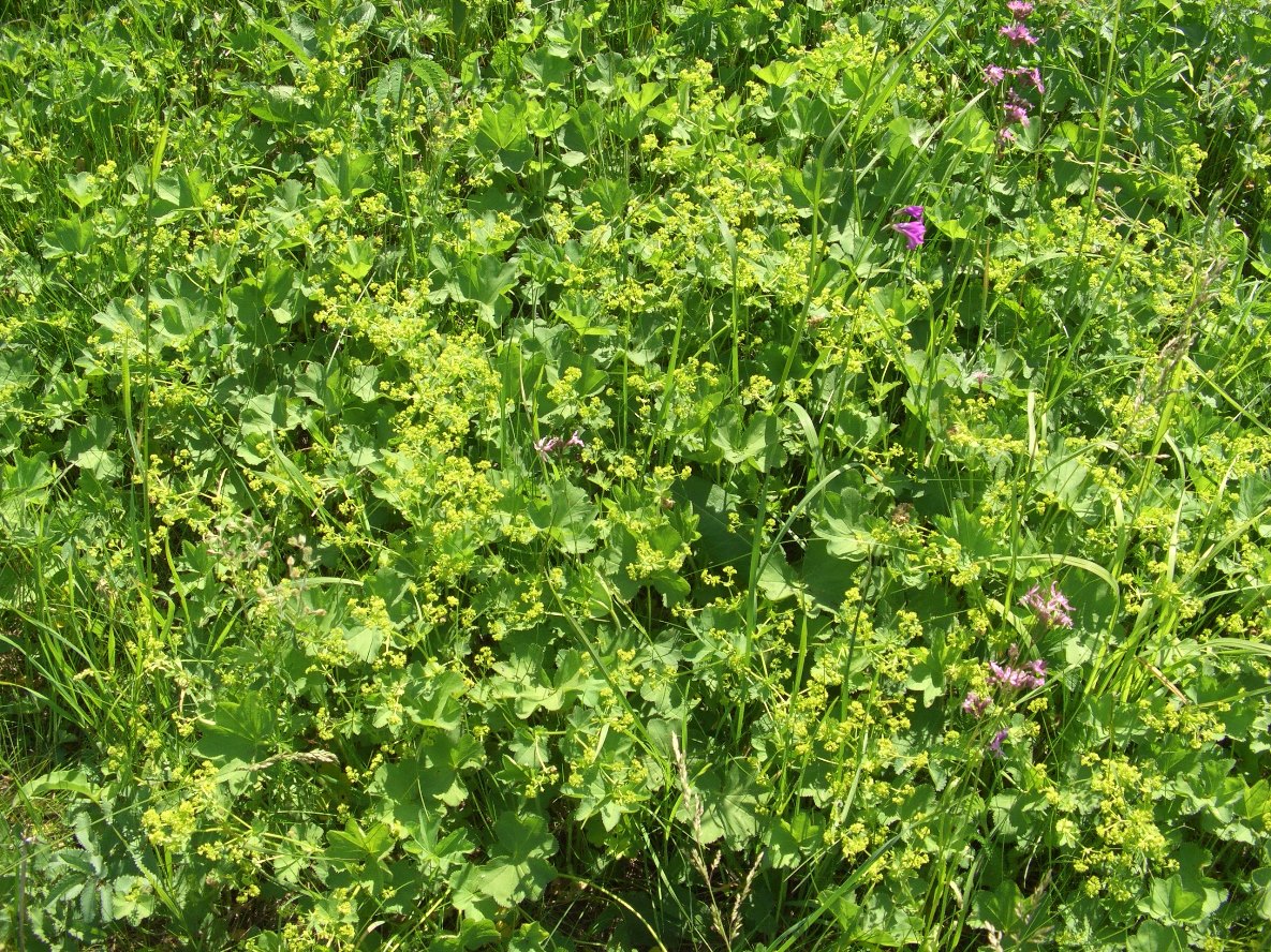 Image of genus Alchemilla specimen.