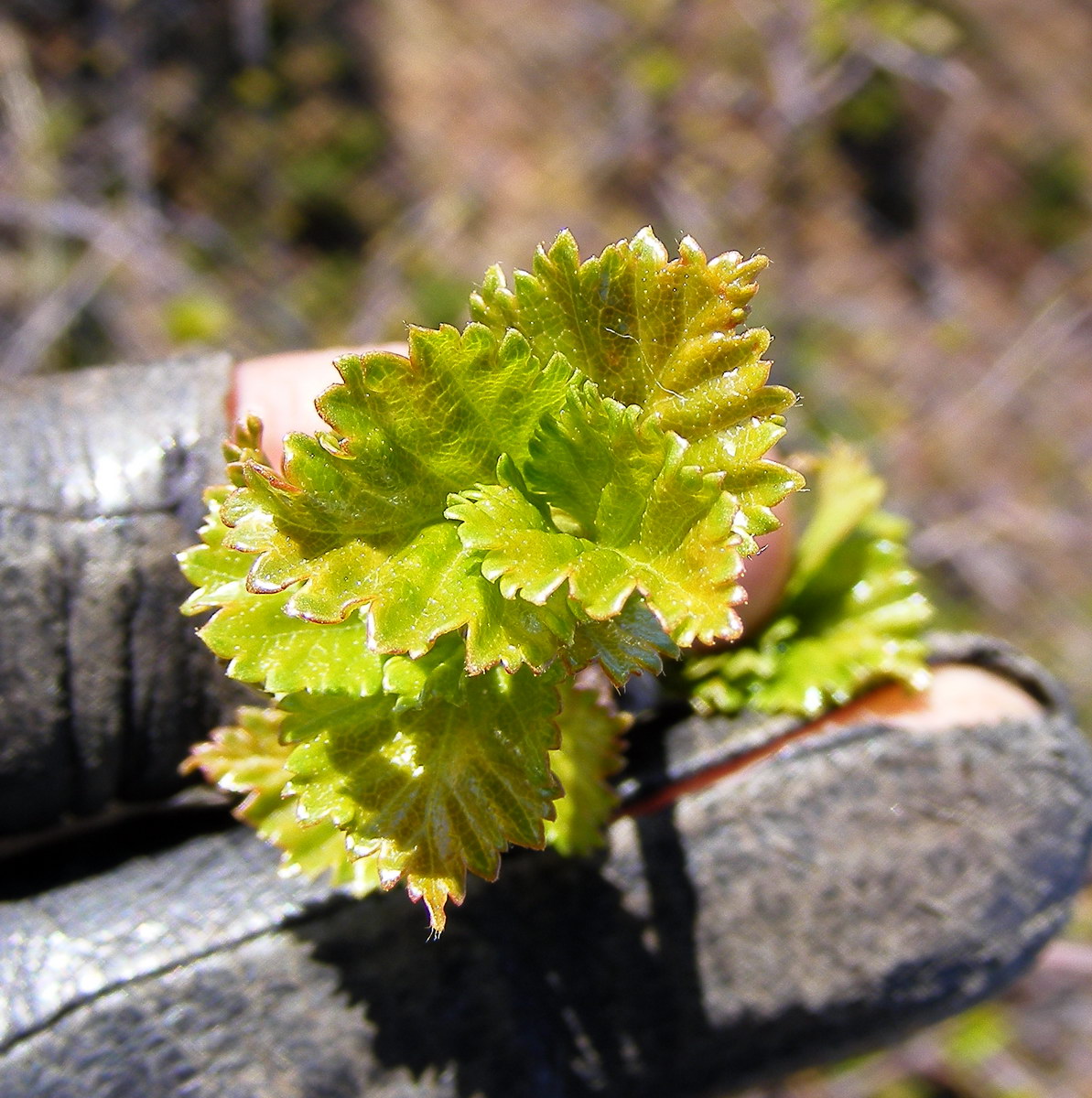 Image of Betula czerepanovii specimen.