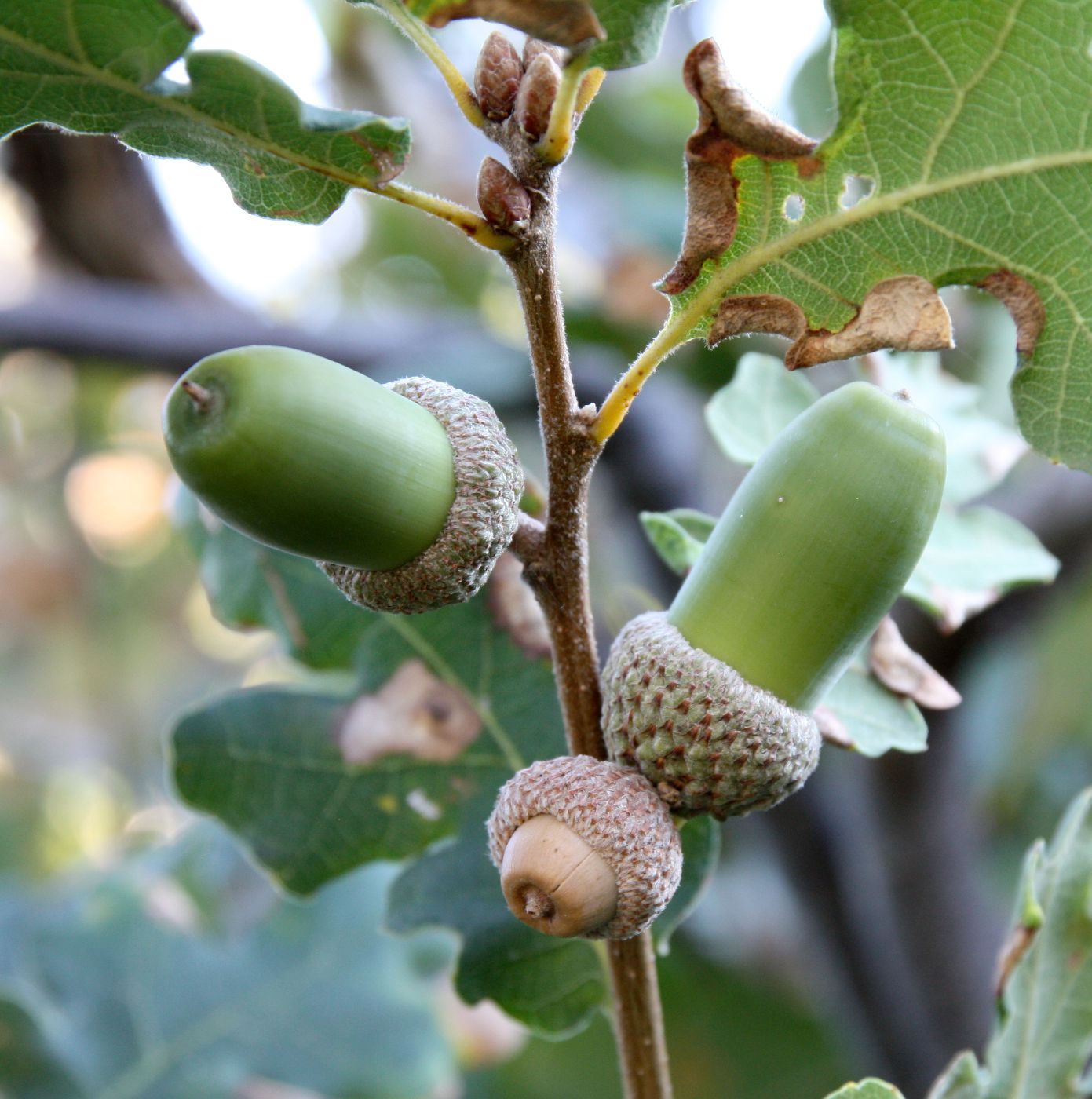 Image of Quercus pubescens specimen.