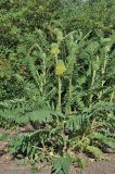 Astragalus alopecurus