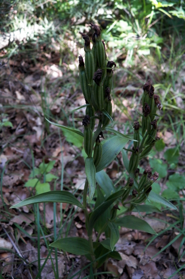 Image of Cephalanthera damasonium specimen.