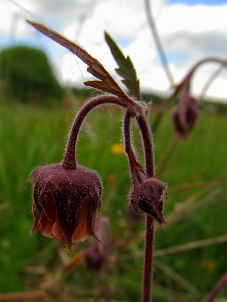 Image of Geum rivale specimen.