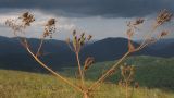 Chaerophyllum bulbosum. Верхушка плодоносящего растения. Краснодарский край, м/о г. Геленджик, хр. Маркотх, гора Иорданова, выс. ≈ 650 м н.у.м., горный луг. 23.07.2016.