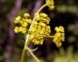 Patrinia scabiosifolia