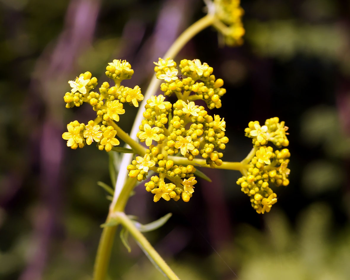 Image of Patrinia scabiosifolia specimen.