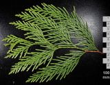 Thuja plicata