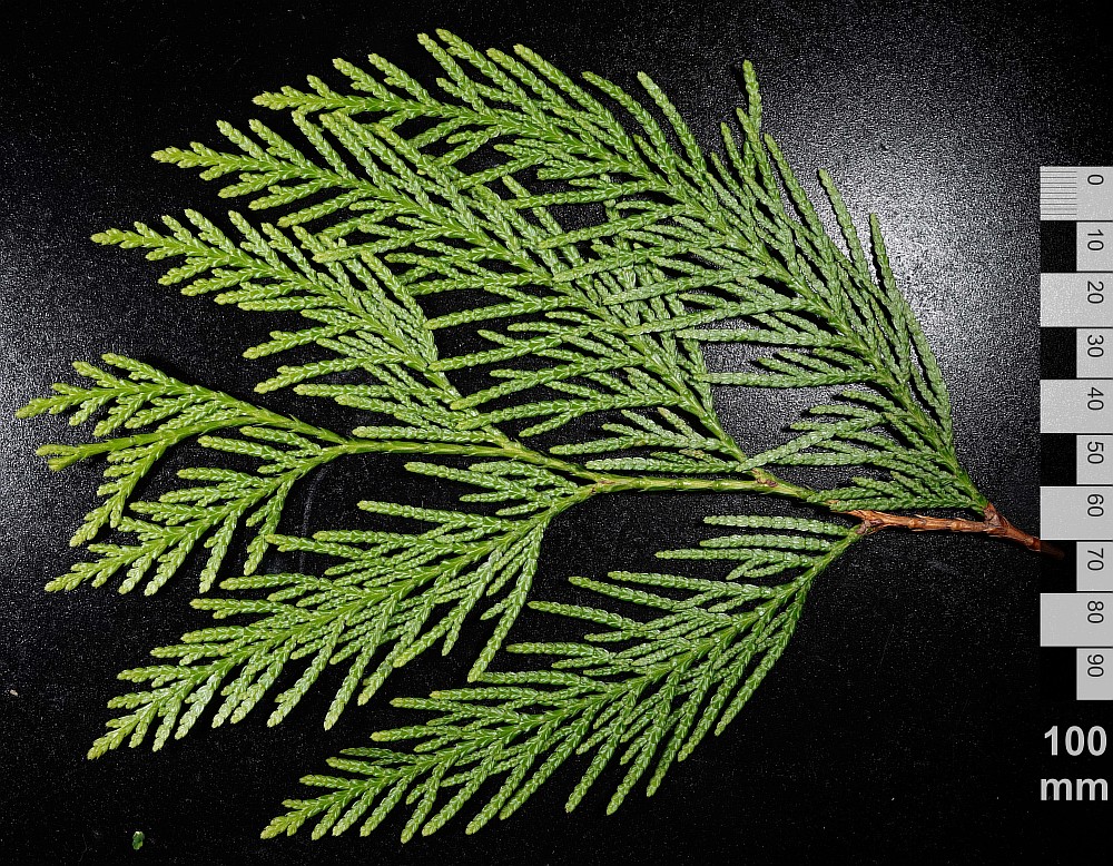 Image of Thuja plicata specimen.