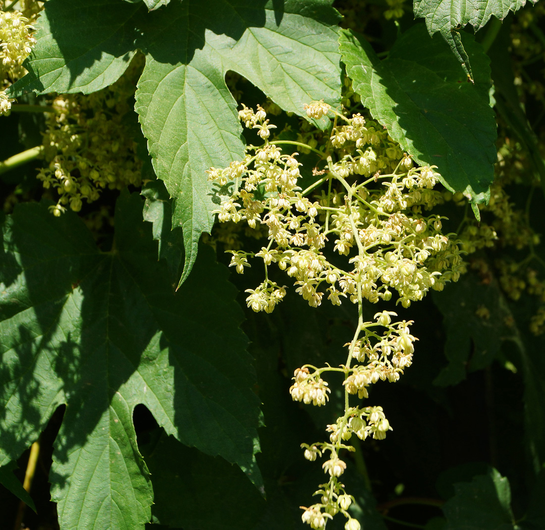 Image of Humulus lupulus specimen.