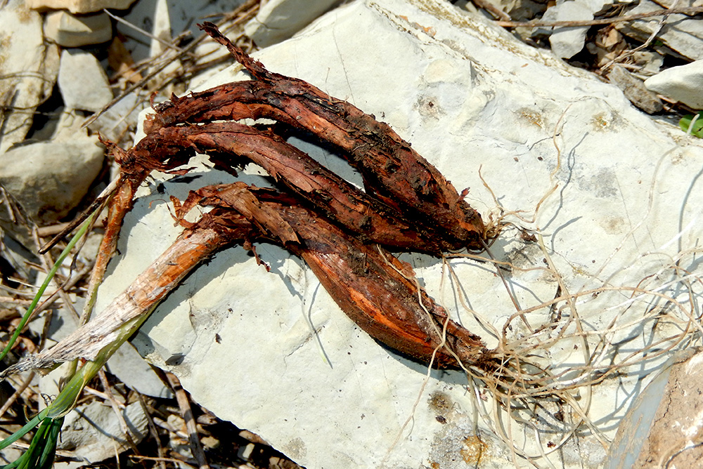 Image of Allium psebaicum specimen.