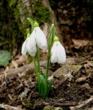 Galanthus plicatus