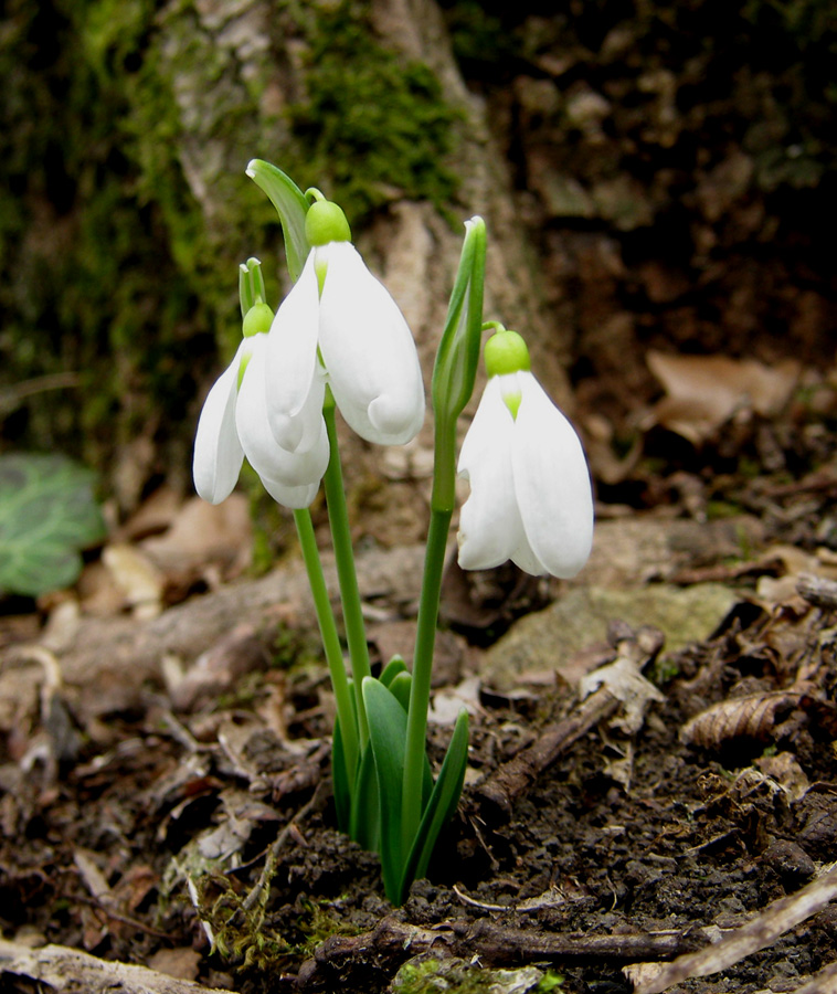 Image of Galanthus plicatus specimen.