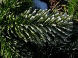 Abies sibirica