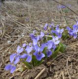 Viola ambigua