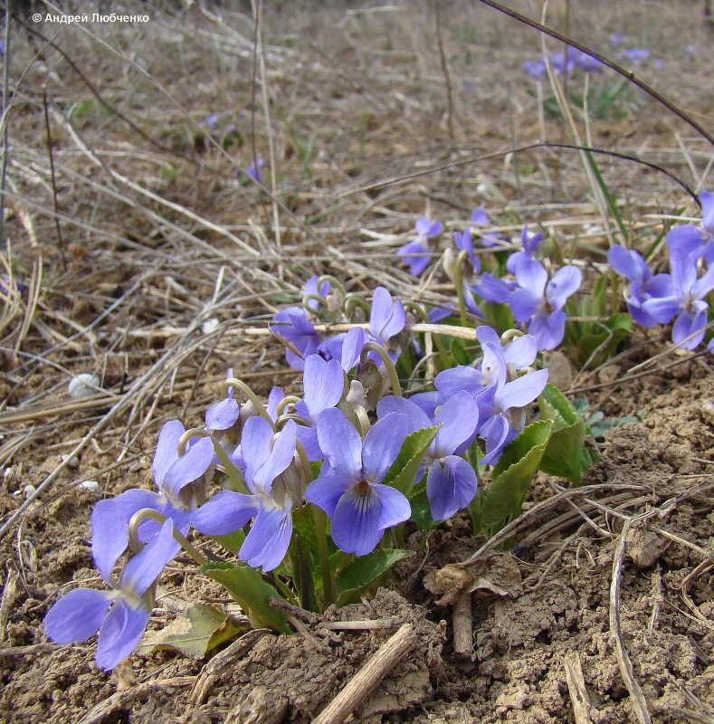 Изображение особи Viola ambigua.