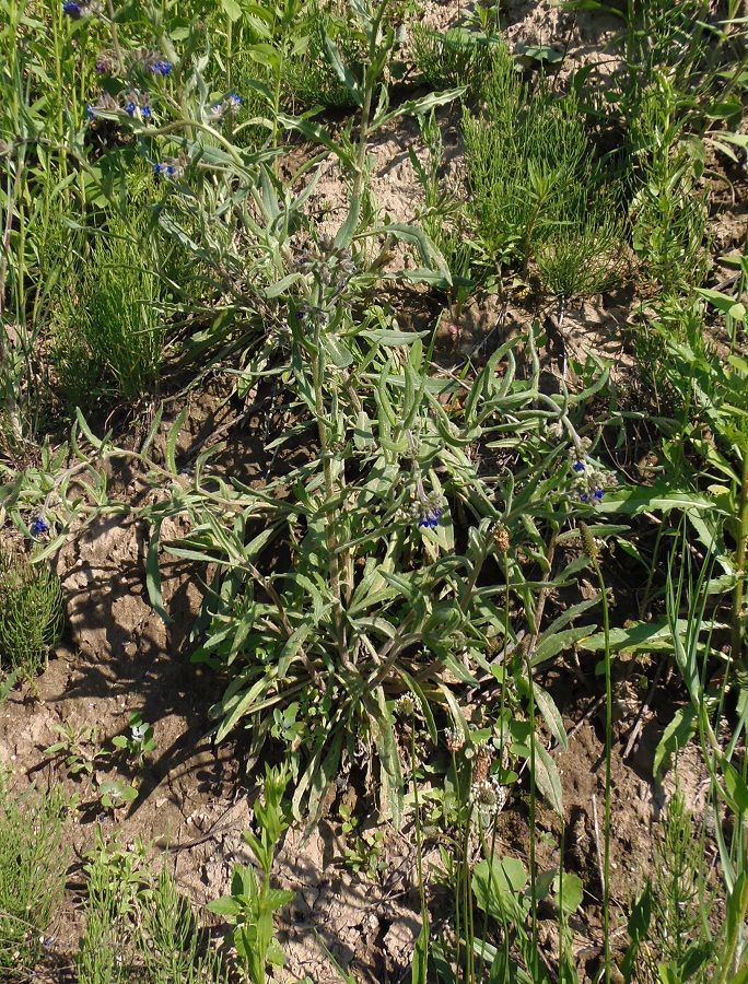 Image of Anchusa officinalis specimen.