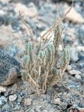 genus Lavandula