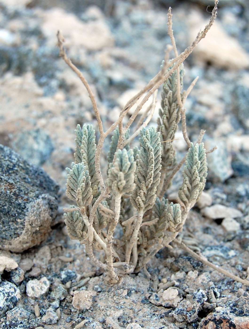 Изображение особи род Lavandula.