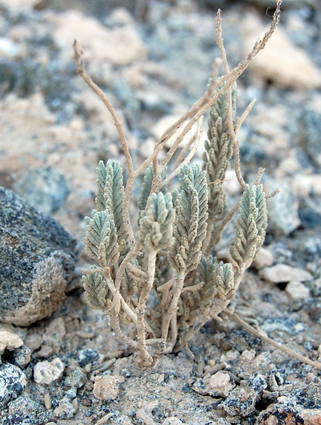 Image of genus Lavandula specimen.