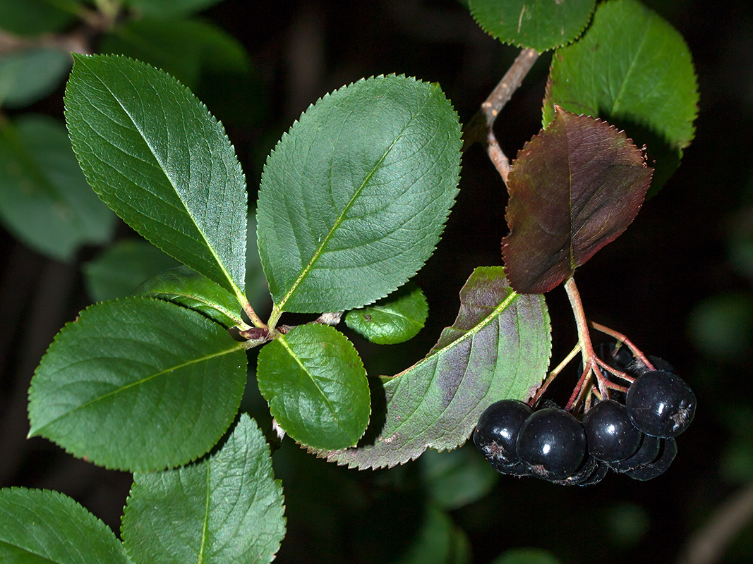 Image of × Sorbaronia mitschurinii specimen.