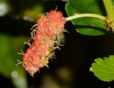 Morus australis