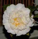 Camellia japonica