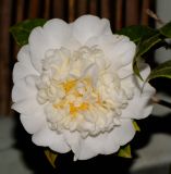 Camellia japonica. Цветок (махровый культивар). Израиль, Шарон, пос. Кфар Шмариягу, во дворе. 14.03.2017.