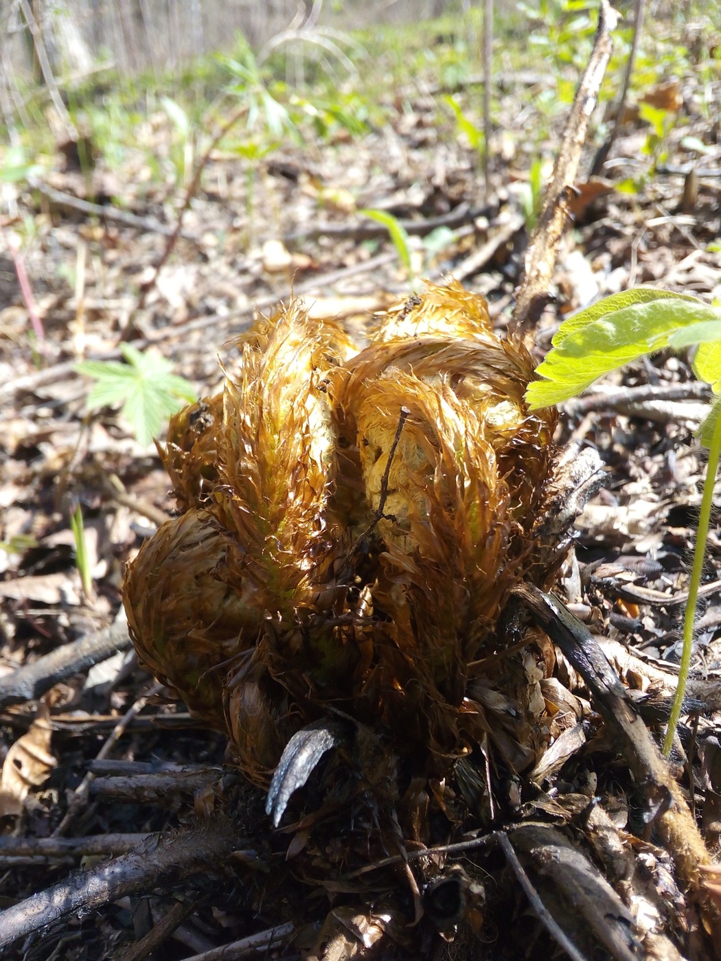 Изображение особи Dryopteris crassirhizoma.